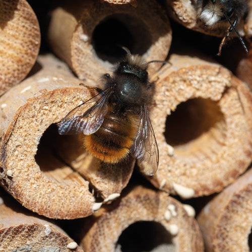 Hôtel pour insectes en bois Weru 3