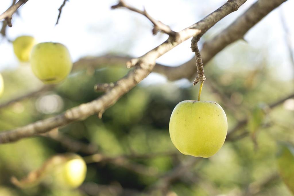 Gros plan d'une pomme vert clair suspendue à une branche d'arbre, sur fond flou de feuilles et d'autres pommes, rappelant les images vibrantes des banques d'images gratuites. La lumière vive suggère une journée ensoleillée.