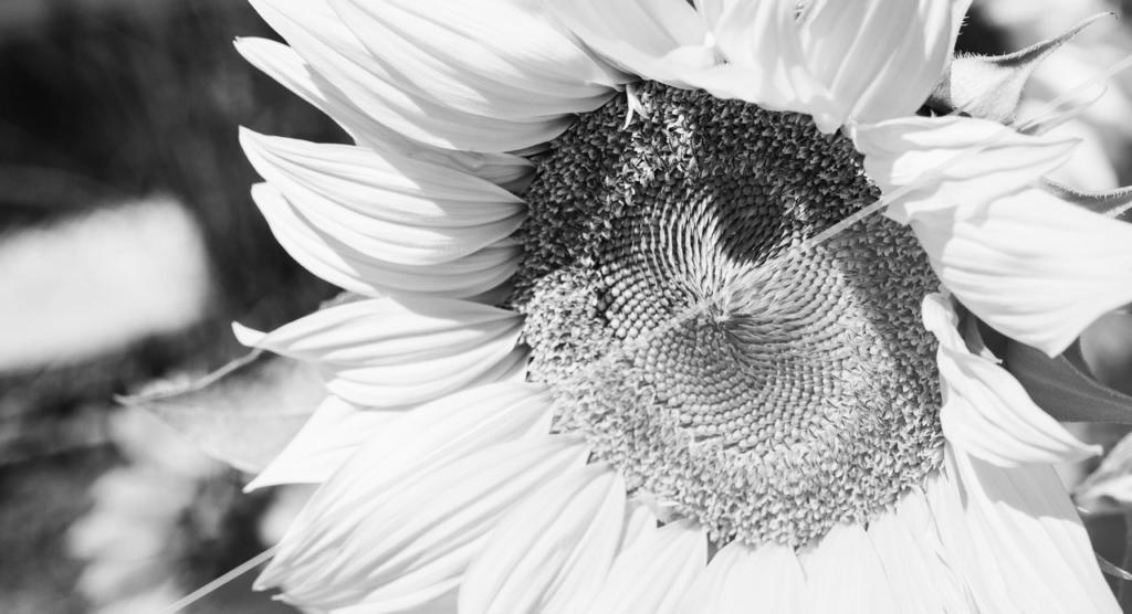 Un gros plan noir et blanc d'un tournesol révèle des pétales et des graines détaillés en son centre. Les tons monochromes soulignent les motifs et les textures complexes de la fleur.