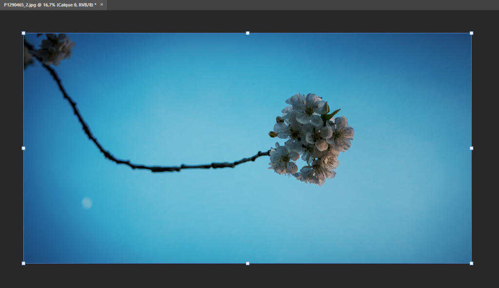 Une branche de cerisier en fleurs s'étend sur l'image, sur fond de ciel bleu clair. La grappe de fleurs blanches est nette, contrastant avec l'arrière-plan flou pour créer une scène sereine et minimaliste, comme redimensionnée avec brio dans Photoshop pour une composition parfaite.